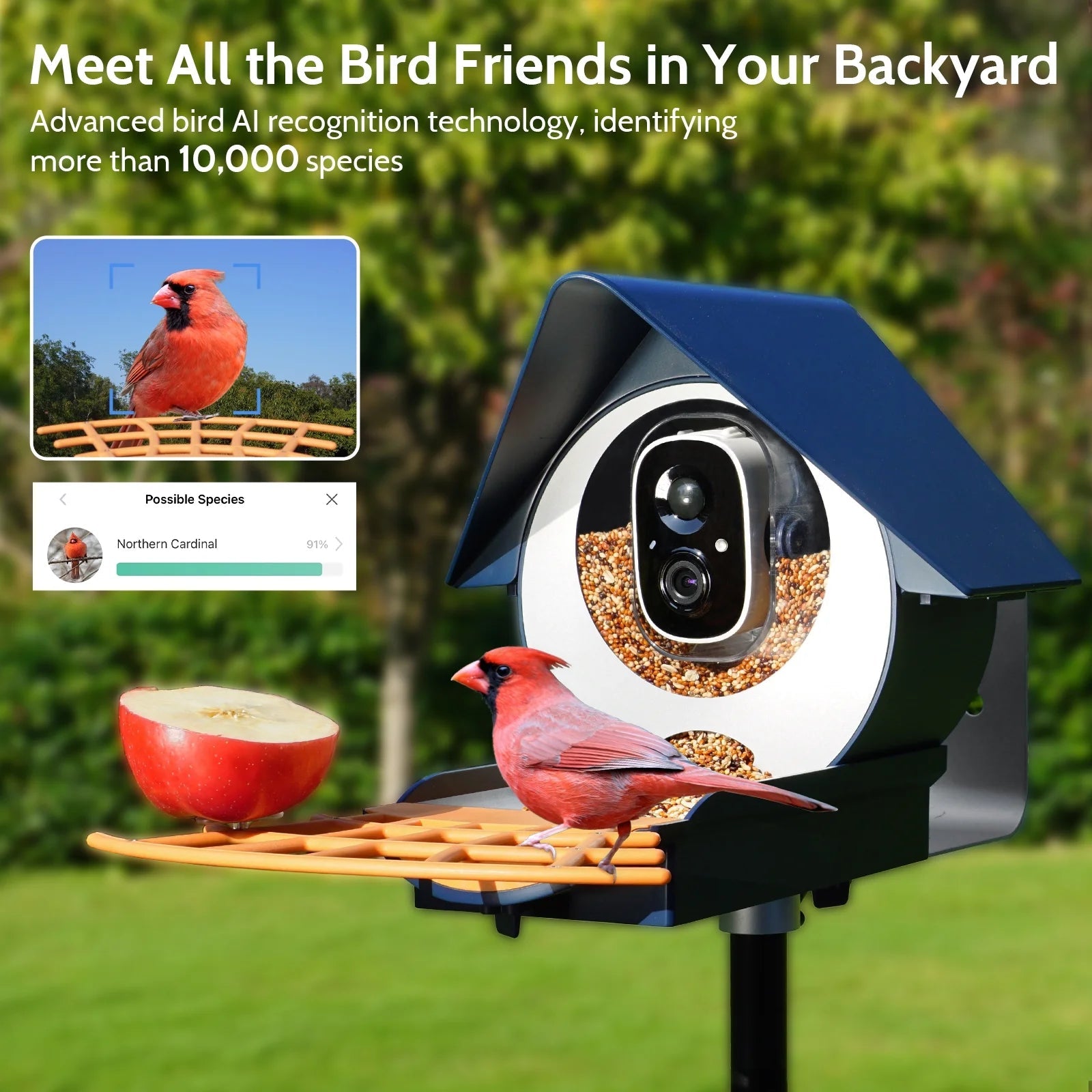 Enhance Your Backyard Experience with Bird feeders Featuring Cameras and Bird Identifiers by Mypatiochic.com