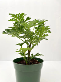 Thumbnail for Large Citronella Plant, Mosquito Plant, Live Plant, 4