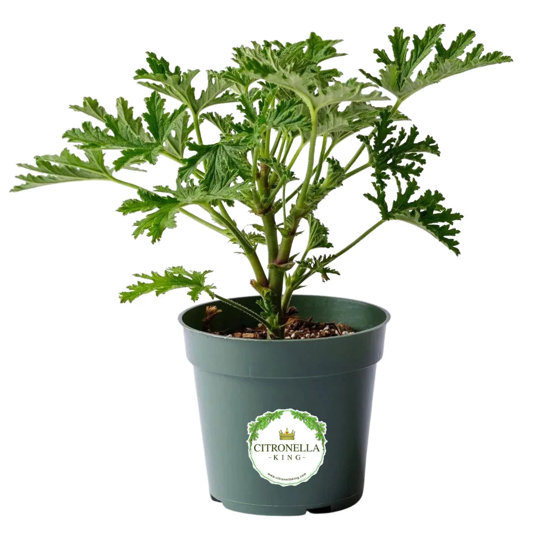 Large Citronella Plant, Mosquito Plant, Live Plant, 4" Nursery Pot
