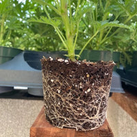 Thumbnail for Large Citronella Plant, Mosquito Plant, Live Plant, 4