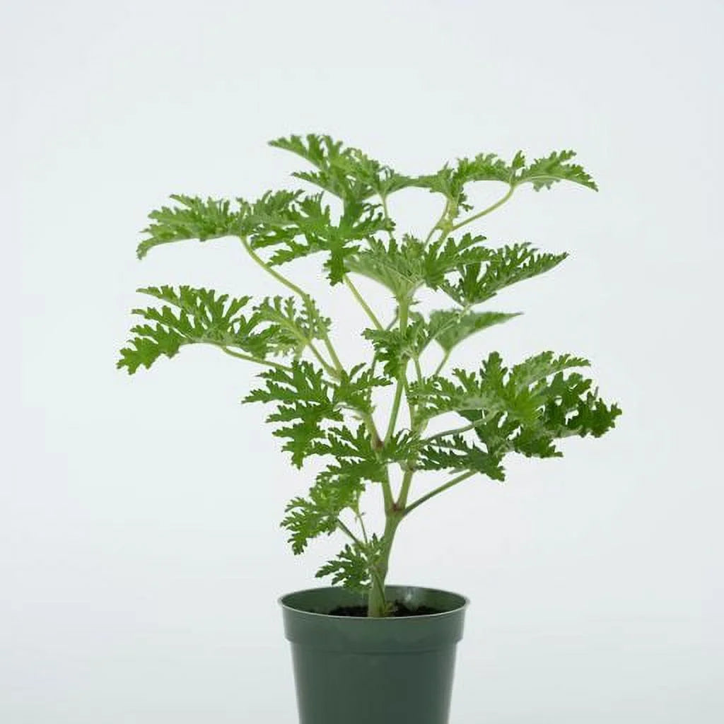 Large Citronella Plant, Mosquito Plant, Live Plant, 4" Nursery Pot