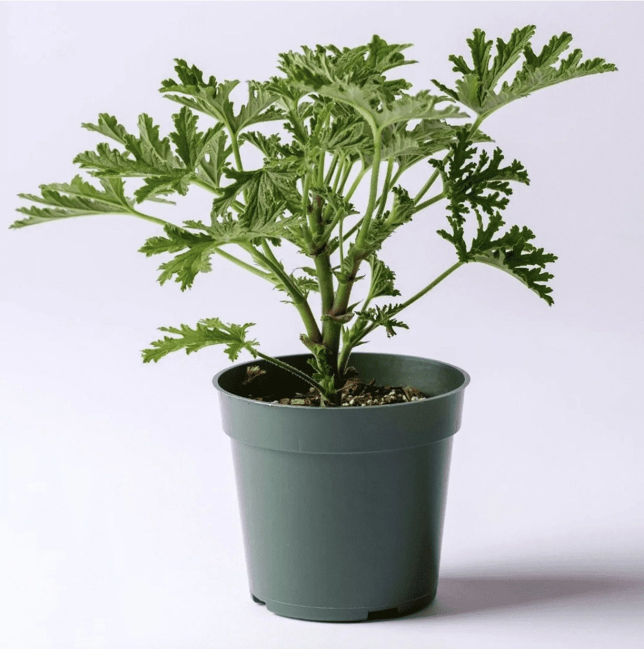 Large Citronella Plant, Mosquito Plant, Live Plant, 4" Nursery Pot