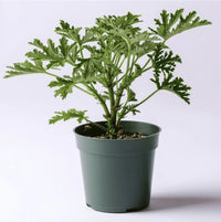 Thumbnail for Large Citronella Plant, Mosquito Plant, Live Plant, 4